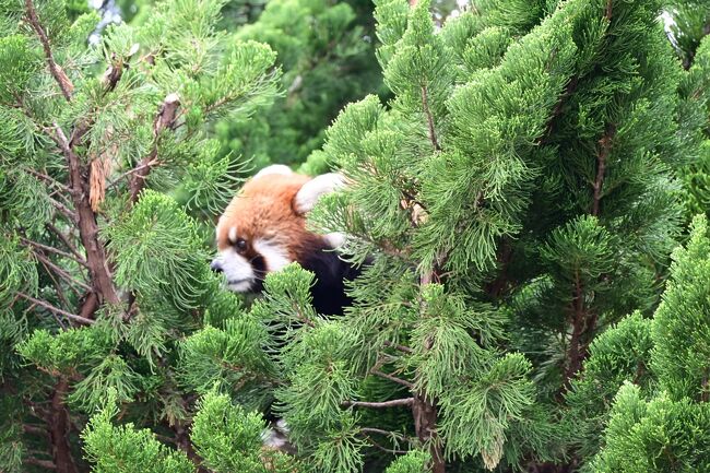 九十九島動植物園森キララは広いが平坦な場所で歩くのがとても楽です。<br />動物たちも広い場所を与えられています。かなりの地主さんです。種類は少ないけれどもゆったりとしたいい動物園でした。園を出て約20分くらい坂道を登ると石岳展望台がありますが、昨日の春霞で落胆したので中止しました。