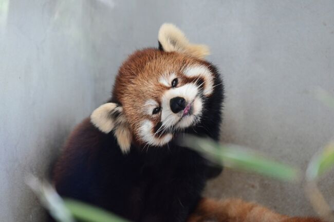 長崎バイオパークは衝撃な動物園でした。南米の古代遺跡跡のような山に入るとそこには様々な生物が暮らしていて、綺麗な花々が咲いていました。そんな動物園で柵は有りますが、檻は殆どありません。動物が暮らしている所に人間がお邪魔する感じです。しかしサファリとは全く異なり、猛獣は居ません。<br />園内は自然そのままで山の中に歩道が有る感じです。同然かなり歩きますし高低差もありますが、面白いのでさほど気になりません。