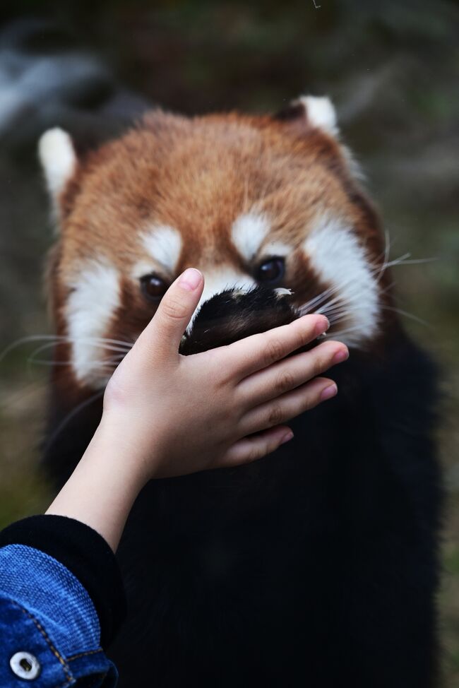 前回は交代が早めに行われていたため見ることの出来なかったりんりんくんとクスクスくんに会いたいのと、美人と評判のアシタバちゃんの様子を見るため再び到津の森にやって来ました。前回とは違い今日は日曜日大勢のお客さんで活気がありました。当園のレッサーパンダ飼育員さんは非常にこまめな方で、様々な情報を発信してくれています。全国の飼育員さんも情報発信宜しくお願いします。<br /><br /><br />