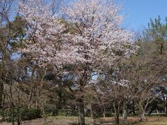 京都まで桜を愛でにひとっ走り。