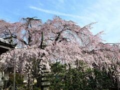 尋源桜 ! 香芝・専称寺