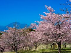 長湯温泉の大漁桜　2021