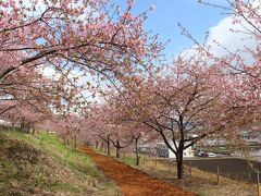 春～よ、来い♪　群馬・渋川の河津桜を見に行ってみました。