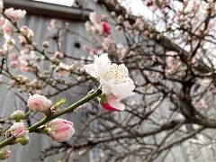 湘南発祥の地 大磯町にて名所旧跡巡り(源平桃かな...)