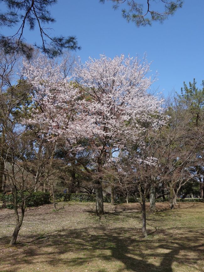 春になりました。京都まで桜を見に行きました。休憩地は甲南パーキングエリアです。