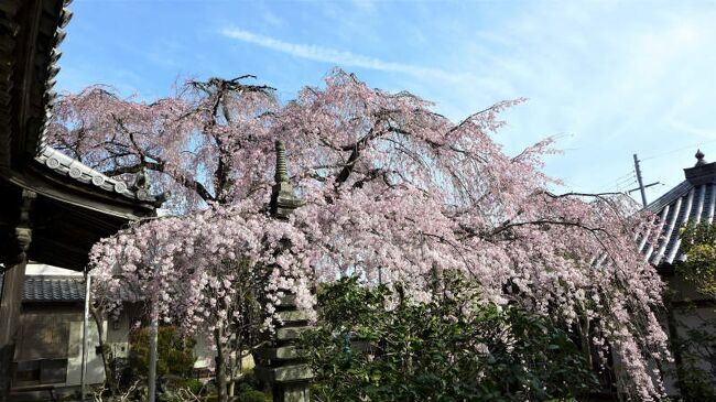 尋源桜 ! 香芝・専称寺