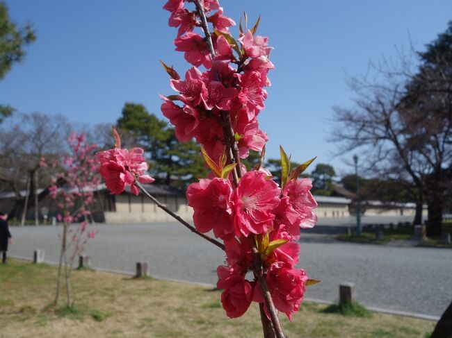 孤高の枝垂桜をみたあと，御苑の梅林と桃林をつききって北へ歩きます。桃の花が盛んに咲いていました。