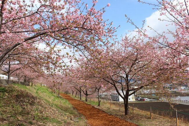 群馬・渋川に小さいながら河津桜があるとのことで行ってみました。<br />日曜でしたが、場所がらもあってか人も少なく、ゆっくり散策しつつ桜を見ることができました。<br />今年は、久々に本場の伊豆の河津桜を見に行こうかと思ったのですが、コロナの影響で来ないでという情報だったので見送り、比較的近場で、ドライブがてらサクッと行ってサクッと帰れる所ということで、訪問してみました。<br />