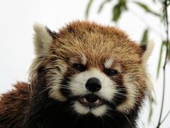 甲府市遊亀公園附属動物園  天国に旅立ったクゥちゃんにお別れの挨拶に行ったのに・・・まさかホクト君と会うのもこれが最後になるなんて・・・