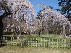 御苑の近衛邸跡の枝垂桜が見ごろとなっていました。すばらしい桜です。