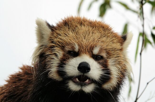 今日は甲府市の遊亀公園附属動物園を訪問します。<br /><br />2月20日にクゥちゃんが天国に旅立ち、今日はクゥちゃんに献リンゴをするのが大きな目的での訪問となりました。<br />当日は朝から続く雨と言う事もあり、クゥちゃんにリンゴをお供えし、ホクト君が雨の中でまったりするのを眺めて短時間で動物園を後にしたのですが、まさか、訪問から約3週間後の4月2日にホクト君まで天国に旅立つなんて・・・。<br /><br />クゥちゃんは12歳、ホクト君は6歳・・・正直、繁殖の可能性はほぼ無かったであろうペアではありましたが、相性が良く・・・特にクゥちゃんはこれまでのペアリング相手とは明らかに違って楽しそうで、これまで割と続いた不調が嘘の様に活き活きしていたのですが・・・。<br />そして、キーパーさんもこの2匹のために出来る限りの努力をされておられたので、この短期間で2匹が相次いで旅立ったのが悲しくて、残念でなりません。<br /><br />クゥちゃん、ホクト君<br />もっと君たちの仲良い姿を見ていたかった<br />天国でも仲良くしてね<br />やすらかに<br /><br /><br />これまでのレッサーパンダ旅行記はこちらからどうぞ→http://4travel.jp/travelogue/10652280