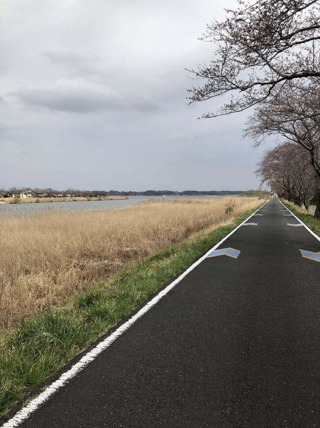 アトレで自転車レンタルして、霞ヶ浦湖畔サイクリング