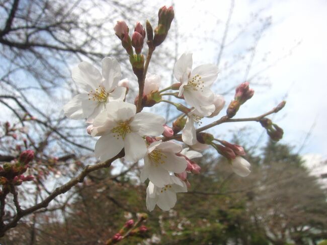 今年は桜の開花が早く、東京でも先週桜の開花宣言がありました<br />まだ満開とはなっていませんが、桜を観に砧公園へ行ってみました<br />桜だけではなく、思った以上にいろいろな花が咲いていて<br />すっかり春になったという感じです<br /><br />【表紙の写真】砧公園の桜