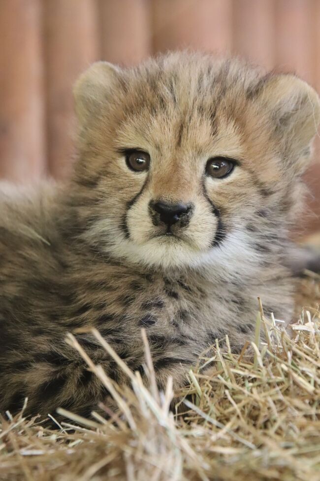 2020年11月末日。<br />この年に生まれた西山動物園のレッサーパンダのピースケくんに会いに関西まで遠征するのに、もう１園はしごするならどこに行きたいか、と思った時、姫路セントラルパーク（略して「姫セン」）にテマリちゃんが真っ先に頭に浮かびました。<br />なので、第一目的はあくまでレッサーパンダのテマリちゃん一家（可愛いジャジャ・ママとやんちゃなケンタ・パパ、そしてできればトロじいちゃん）でした。<br />でも、そのために前々から決めていた姫セン行きの日に、チーターのふたごの赤ちゃんが公開開始していたのは、ラッキーでした！<br />動画配信されて大ブレークした人工哺育のしばふちゃんではなく、しばふちゃんの弟のルキくんと妹のエマちゃん双子ですが、2020年10月に生まれたので、まだ２ヶ月未満のチビっ子で、パール・ママと同居していました！<br />しかも、月曜日に訪れたので、動物園閑散期でさらにお客さんは少なく、限られた公開時間に、コアなチーター・ファンさんのグループの合間をぬって、チーターの赤ちゃんたちをゆっくり見学することができました！<br />チーター・ファンさんのグループといっても５人くらいで、チーターが好きだからこそ、他のお客さんが来たら進んで場所を空けてくれましたし、赤ちゃんたちは寝ていた時間も長かったものの、実をいうとチーターの公開時間中、レッサーパンダたちにもほとんど動きがなかったので、ある意味、心置きなく（！？）、チーターの親子にも集中できたといえました（苦笑）。<br /><br />ただ、姫センは、マイカーで入園するのでない限り、入園してからレッサーパンダやチーターの親子がいるウォーキングサファリにたどりつくまでが遠いです。<br />レッサーパンダがいるウォーキングサファリまでは、サファリバスに乗って、ドライブスルーサファリのコースをひととおり回ってから出ないと行けないからです。<br />この時期、開園時間は10時で、サファリバスの第１便は10時40分出発。この時期は平日１日５本で、もし始発の便に満員などで乗り損ねたりしたら、次のバスまで１時間待ち！<br />そして、ドライブスルーサファリは約30分のコース。<br />その先は、ゴンドラのロープウェイでショートカットしますが、どんなに急いでもレッサーパンダのところにたどり着くまで11時を過ぎてしまうのです。<br />でも、私は動物園通いを重ねるうちに、レッサーパンダ以外の動物もどんどん好きになってきました。<br />それにもともと写真撮影が大好きなので、サファリバスの中からでも撮影にチャレンジしてしまいます。<br /><br />サファリバスの車窓から撮るのは、撮影ポジションを調整できないし、ガラスの映り込みもあって、困難です。<br />それにちゃんと撮影できる前に、車は走り去ってしまうことが多いです。<br />でもこの時期は、このご時世でなくても12月は動物園閑散期なので、今回、サファリバスは私一人の完全独占状態でした！<br />なので、運転手さんが話しかけてくれたのをきっかけに、運転手さんとおしゃべりしながらサファリを見て回れたし、運転手さんは私がとりあえず満足するまで待ってくれました。<br />姫センのサファリバスの動物案内は、あらかじめ録音されていた音声ガイドのみなので、動物についての一般的な解説しかありませんが、運転手さんから聞ける話は、生の情報で、圧倒的に面白いです。<br />運転手さんはちゃんと固体判別ができていて、名前や年齢も教えてくれました。<br />そのすべてを覚えきれなかったし、メモできたのは一部でしたが、やはり名前が分かる方が親しみが増します。<br />ちなみに、ドライブスルーサファリのチーターの中にしばふちゃんがいるか運転手さんに聞いてみたところ、しばふちゃんは、サファリデビューの練習中だったので、この日は非展示で会えませんでした。<br />でも、しばふちゃんがサファリデビューしていても、私には見分けがつかないです。<br />姫センのサファリバスの運転手さんは基本的には動物案内はしないので、次に再訪するとき、また独占状態に近い状態で、運転席の近くの席に座り、しばふちゃんがいるかどうか聞けたらいいなと思います。<br /><br />＜９ヶ月ぶりに新幹線・特急で遠征した姫路・鯖江レッサーパンダ遠征２泊３日の旅行記のシリーズ構成＞<br />■（１）アクセスみやげ編：上野動物園をあきらめ朝から姫路へ＆グッズみやげはしろひめまる<br />□（２）２度目の姫路泊も白鷺の湯ドーミーイン姫路＆優雅な姫路城をいろんなアングルから<br />□（３）鯖江前泊はいつものサバエシティホテル＆晩秋の西山公園とそこから見渡す鯖江の景色<br />□（４）姫路市立動物園：レッサーパンダのひなたくんとみほちゃんのおやつと夕食タイムも！<br />■（５）姫路セントラルパーク：独占状態のサファリバス＆ネコ科猛獣とチーターの赤ちゃんズ<br />□（６）姫路セントラルパーク：両親と同居のテマリちゃんにトロくんも＆楽しいコツメ四兄弟<br />□（７）西山動物園：成長した令花ちゃん・ニーコちゃん＆ぎりぎり紅葉パンダ<br />□（８）西山動物園：元気いっぱい大きな赤ちゃんピースケとかのこママ＆リスザルの赤ちゃん<br /><br />姫路セントラルパークの公式サイト<br />https://www.central-park.co.jp/<br /><br />＜タイムメモ（姫路セントラルパーク・詳細版）＞<br />【2020年11月29日（日）】<br />06:30　家を出る<br />07:28　大宮駅に到着<br />07:39　新幹線あさまに乗車（自由席）<br />（07:59発に乗るつもりだったのを忘れてあわてて乗車）<br />08:04　東京駅に到着<br />（構内の待合室で駅弁朝食）<br />08:51　新幹線のぞみ183号に乗車（自由席）<br />（大阪乗換を避けて直通１本で向かった）<br />11:51　姫路駅に到着<br />12:05　ホテルに荷物を預ける<br />（駅コンコースのイスでコンビニおにぎりランチ）<br />12:35-12:40　神姫バスで姫路城大手門前へ（運賃100円）<br />12:50　姫路市立動物園に入園<br />12:50-16:50　姫路市立動物園を満喫<br />16:50頃　動物園を出る（閉園17:00）<br />17:25　徒歩で姫路駅前に戻る<br />（バス停が見つからなかったため）<br />（足が痛かったので休み休み）<br />17:30-17:45　みどりの窓口で翌日以降の切符購入＆一部区間で座席予約<br />17:50　ドーミーイン姫路にチェックイン<br />18:15-18:50　タクシー往復でカメラ屋で買い物<br />19:00-20:00　「和蔵」で夕食<br />22:30-22:40　ホテルの夜鳴きそばを食べる<br />（提供時間は21:30-23:00）<br /><br />【2020年11月30日（月）】<br />07:30　起床<br />08:10-08:45　ホテルのバイキング朝食<br />09:05すぎ　チェックアウト<br />09:20頃　バスターミナルで待つ<br />（コンビニでランチ用のおにぎりを買った後）<br />09:30発の姫路セントラルパーク行きのバスに乗車<br />（14番のりば／運賃550円）<br />10:05　姫路セントラルパーク前のバス停に到着<br />10:10　姫路セントラルパークに入園（10:00開園）<br />（入園料3,600円のうち地域共通券で1,000円割引）<br />10:20-10:30　お土産ショップ「オアシス」で買い物<br />10:35　サファリバスに乗車<br />（定刻10:40だが私一人だったのですぐに出発）<br />10:35-11:15　サファリバスでサファリを回る★<br />11:20　ゴンドラで山麓「野生の王国」駅へ<br />11:25　レッサーパンダ（全員お休み中）<br />11:25-11:40　チーターの親子★<br />（午前の公開11:00-12:00）<br />11:40-12:00　レッサーパンダ<br />12:00-12:05　チーターの親子バックヤードへ★<br />12:05-12:25　レッサーパンダ<br />12:25-12:30　ホワイトタイガー・ミンミコアリクイ・チンパンジー★<br />12:30-12:35　レッサーパンダ<br />12:35-12:40　ホワイトタイガー★<br />12:40-12:45　コツメカワウソとタッチ<br />12:45-12:50　レッサーパンダ<br />12:50-13:10　レッサーパンダ見ながらランチ休憩<br />13:10-14:00　ウォーキングアベニューをいろいろ回る★<br />14:00-14:20　チーターの親子★<br />（午前の公開14:00-15:00）<br />14:20-14:55レッサーパンダ<br />14:50-15:00　チーターの親子★<br />15:00-15:20　レッサーパンダ<br />15:20-15:25　コツメカワウソと飼育員さん<br />15:25　最後にもう一度レッサーパンダ<br />15:25　ゴンドラに乗車して山頂駅へ<br />15:30　最終のサファリバスに乗って待つ<br />15:45　帰りのサファリバス定刻で発車<br />15:50　遊園地ゲートに到着<br />15:50　姫路セントラルパークを出る（16:00閉園）<br />16:00発の姫路駅行きのバスに乗車<br />（17:00発のバスに乗るつもりだったが間にあった）<br />16:40　姫路駅前に到着<br />16:45　ホテルに預けた荷物を受け取りに行く<br />16:50-17:00　みどりの窓口で特急指定席券を変更<br />17:00　ホームで待つ<br />17:02発の新幹線のぞみに乗車（自由席）<br />（17:06発のひかりに乗るつもりだったが）<br />（のぞみの自由席も空いていたので）<br />17:46　京都駅に到着<br />（新大阪と米原乗換が１番典型的だが）<br />（乗換でラクするために京都経由に）<br />18:05～ホームの待合室で待つ<br />18:40　特急サンダーバードに乗車（指定席）<br />19:58　鯖江駅に到着<br />20:10　ホテルにチェックイン<br />（タクシー代580円）<br />21:10-21:50　ホテル1階の味彩よしみつで夕食<br /><br />【2020年12月１日（火）】<br />07:00　起床<br />07:55-08:30　ホテルのバイキング朝食<br />08:50　ホテルをチェックアウト<br />09:00　西山動物園に入園（開園09:00）<br />09:00-16:30　西山動物園を満喫<br />16:30　動物園を出る（閉園16:30）<br />16:40-16:55　道の駅で急いで買い物<br />17:00　ホテルに戻る<br />17:10　タクシーで鯖江駅へ<br />（タクシー代580円＋送迎110円）<br />17:30発の特急しらさぎに乗車（自由席）<br />（17:50発に乗るつもりだったが間に合った）<br />18:27　金沢駅に到着（約10分遅れ）<br />（定刻だと18:47到着）<br />19:18　新幹線かがやき516号に乗車（指定席）<br />21:30　大宮駅に到着<br />22:40頃　帰宅<br /><br />＜初・姫路の前回の旅行記＞<br />2020年２月20日（前泊）-２月21日<br />「姫路・神戸レッサーパンダ遠征2020（１）初・姫路のアクセス・ホテルステイ＆姫センへの道：白鷺の湯ドーミーイン姫路はコンパクトながら快適」<br />https://4travel.jp/travelogue/11604166<br />「姫路・神戸レッサーパンダ遠征2020（３）神戸グルメと品揃え豊富な姫セン・神戸どうぶつ王国でのショッピング・みやげ＆動物園いろいろ」<br />https://4travel.jp/travelogue/11604176<br />「姫路・神戸レッサーパンダ遠征2020（４）姫路セントラルパーク前編：ドライブスルーサファリとウォーキングアベニューとちょいチャイルズファーム」<br />https://4travel.jp/travelogue/11606269<br />「姫路・神戸レッサーパンダ遠征2020（５）姫路セントラルパーク後編：レッサーパンダとコツメカワウソ編～ついにテマリちゃん＆４つ子のカワウソ」<br />https://4travel.jp/travelogue/11606274<br /><br />※これまでの動物旅行記の目次を作成済。随時更新中。<br />「動物／動物園と水族館の旅行記～レッサーパンダ大好き～　目次」<br />http://4travel.jp/travelogue/10744070