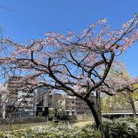 春の京都・東山エリア★ピンクのしだれ桜！満開の鴨川沿いでお花見♪木屋町・清水五条さくらライトアップ★『京都タワー』をバックに桜の木をパチリ