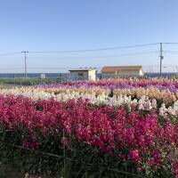 ２月の南房総　お花畑