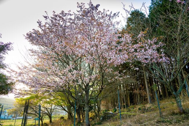 　前日東九州自動車道路から山桜が開花していることを確認し、朝早く起きて矢部地区の山桜を楽しみました。