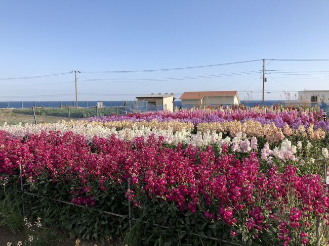 ２月の南房総 お花畑 千倉 千葉県 の旅行記 ブログ By オッさん フォートラベル