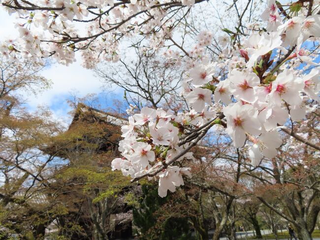 和歌山のアドベンチャーワールドで パンダの赤ちゃんに名前が付きました。<br />「楓浜」と書いて 『ふうひん』と読むそうです。 <br />また行きたいアドベンチャーワールドです。 <br />パンダ見物の帰りに 大阪で一泊して、翌朝早朝に京都へ移動。<br />ちょうど大阪が新型コロナ流行地のように言われていた時だったので 避けました。<br /><br />私自身は たまたま仕事場のアメリカから帰国した直後で<br />あちらではまだ新型コロナが蔓延していない時期。<br />オハイオ州全体で感染者が4人なんて 平和な頃だったのですが、 <br />2週間は自主隔離と称して 家に閉じこもっていましたね。<br />外国帰りを排斥するような風潮がなくもなかったので。<br /> <br />訪問先の和歌山は 人出も少なめで 密もなく楽しかったです。<br />帰路 京都で桜見物です。<br /><br />将軍塚青龍殿から京都市内全体を見下ろしたあと <br />南禅寺に向かい さてランチです。<br />そして午後もお花見は続きます・・・