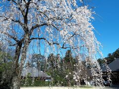 千葉、栄福寺の枝垂れ桜と一人では行けないお店