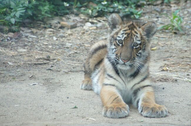 【おさんぽ動物園ログ】多摩動物公園 2019年5月