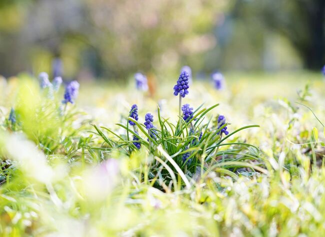 Japan　病院の待ち時間に芝公園へ6　　　　～ミツバチばあやの冒険～　