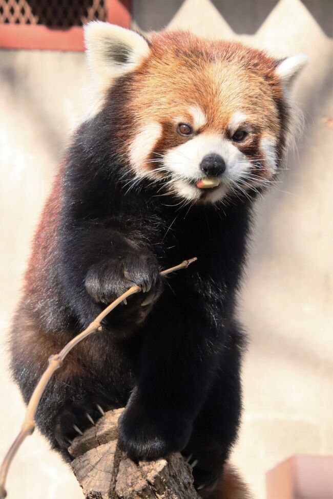 群馬サファリパーク（略して「群馬サファリ」）に前回訪れたのは2020年６月。そろそろ再訪したくなりました。<br />群馬サファリは、長らくペーパードライバーだった私が初めて高速道路を利用して訪れた動物園です。<br />おかげで、秋田の大森山動物園から移動したレッサーパンダのケンタくん、岡山の池田動物園から移動したひまりちゃんに、やっと会えたのです。<br />私が初めて群馬サファリを訪れた2019年の秋は、ちょうど飼育員さんに人事異動があり、長らくレッサーパンダ担当のベテラン飼育員さんから、新しい飼育員さんに変わった時期でした。<br />だからか、それまで１日のうちにケンタくんとひまりちゃんの屋外展示当番の交代があったのが、なくなってしまっていました。<br />あいにく群馬サファリのレッサーパンダの室内展示場は見やすくはなく、写真を撮るのはほぼアウトです。<br />でも屋外展示場は、レッサーパンダが地上を歩いているときは上から見下ろす形になるものの、目線と同じところに組み木があり、レッサーパンダがそこで笹を食べたり行き来したりすることが多いので、けっこうシャッターチャンスが多いです。<br />実は、前々から公式ツイッターなどでどちらのレッサーパンダが屋外展示当番かチェックしていれば、訪れる日にケンタくんとひまりちゃんのどちらが屋外展示場に出ているか予測をつけられたはずですが、私は日程を優先せざるを得ないため特にチェックしておらず、当日どちらが屋外当番かは、行ってみなければわからない状態でした。<br />ケンタくんとひまりちゃん、強いて言えば、屋外で写真をたくさん撮りたいのはケンタくんの方です。<br />でも、リンゴタイムでとてもいい表情を見せるのはひまりちゃんの方です。<br />なので、どちらも甲乙つけがたし。要するにどっちでもいいことになります。<br />いざ訪れてみると、今回は、ケンタくんが屋外展示当番でした。<br /><br />それから、以前レッサーパンダ担当で現在は広報係になっている方から、レッサーパンダの写真を撮りたいなら、展示は場の隣で午前のバードショーが開催される11時頃から12時頃までと、午後のバードショーが開催される13時半頃から14時のリンゴタイムの時が狙い目で、あとはほとんど寝ている、と情報をいただけたので、ケンタくんが起きている可能性が高い時にその場を離れることなく、活動的なケンタくんをたくさん見ることができました！<br />その情報がなければ、12時前後にサファリゾーンに行ってしまうところでした。<br /><br />それから、前回2020年６月に再訪したときは中止になっていたレッサーパンダのりんごタイムも、今回、復活していました！<br />実は、前回見られたリンゴタイムのケンタくんは、それほど食欲がわからなかったのか、飼育員さんがせっかくリンゴを差し出しても、ほとんど食べにこなかったので、残念なリンゴタイムになってしまいました。<br />でも今回は、ケンタくんは、目の前にリンゴがあっても首をかしげたり、以前見たひまりちゃんに比べるとすごくのんびりでしたが、嬉しそうにリンゴを頬張る姿がやっと見られました。<br /><br />それから、嬉しいことに、リンゴタイムの後、今回はケンタくんからひまりちゃんの展示交代がありました！<br />いまのレッサーパンダ担当者さんにレッサーパンダたちもなじんできたので、展示交代ができるようになったということかもしれません。<br />あるいは、冬はレッサーパンダの恋の季節なので、今年こそ繁殖をめざし、これから同居させるかどうか、２頭を少しずつお見合いさせて、様子を見ていく、とのことだったので、１日のうちに展示交代があるのはひょっとしたらこの時期限定かもしれません。<br />いずれにせよ、今回は１日にケンタくんとひまりちゃんの両方に屋外展示場で会えてラッキーでした！<br /><br />実は、飼育員さんによると、ひまりちゃんを外に出した後で、様子を見て、ケンタくんと同居させるかもしれないし、まださせないかもしれない、とのことでした。<br />なのでほんとは、たとえ同居が見られなくても、ずっとその場にいて、様子を見ていたかったです。<br />でも、群馬サファリを訪れたからには、やはりサファリゾーンも行きたかったので、ひまりちゃんが外に出て、それなりに写真もゲットできた後は、サファリゾーンに向かってしまいました。<br />そして当然でしたが、サファリゾーンを回っている間に16時になりバードパークは閉園してしまったので、この日にケンタくんとひまりちゃんが同居できたかどうかは分かりませんでした。<br />それが心残りでしたが、やっぱりサファリゾーンも回ってよかったのは確かです。<br /><br />＜通算４回目となった群馬サファリパーク再訪の旅行記のシリーズ構成＞<br />□（１）サファリパーク園内景色と買い物とグルメ～ついに購入サボテンポット～道の駅甘楽で群馬みやげ補充<br />■（２）バードパーク：レッサーパンダの展示交代があってケンタくんとひまりちゃんにどちらも屋外で会えた<br />□（３）サファリエリアとウォーキングサファリ：夕方も見応えあったけどマレーバクのコモレちゃんは会えず<br /><br />野生の王国 群馬サファリパークの公式サイト<br />http://www.safari.co.jp/<br /><br />＜タイムメモ＞<br />08:00　車で家を出る<br />09:15　群馬サファリパークの第１駐車場に到着<br />（駐車代500円）<br />（開園09:30）<br />09:30-09:50　サバンナマルシェで買い物<br />10:00-11:30　バードパーク★<br />（バードパークの開園は10:00／入園200円）<br />（10:50頃～11:05頃　ケンタ活動的）<br />（11:00　フライングバードショー）<br />11:40-12:30　サバンナレストランでランチ＆写真チェック休憩<br />12:30-12:35　サバンナマルシェでサボテンを買う<br />12:40-14:45　バードパーク★<br />（すでにケンタ活動的）<br />（13:30-13:40　フライングバードショー）<br />（14:00-14:05　レッサーパンダのもぐもぐタイム）<br />（14:30頃　交代でひまり屋外展示場へ）<br />14:50　マイカーサファリ受付<br />（入園料金2,700（1,000円割引券を使って1,700円））<br />（ガイドラジオ料金500円）<br />14:50-15:00　マイカーサファリ前半<br />（アフリカゾーン・日本ゾーン）<br />15:00-15:50　ウォーキングサファリ<br />（オオカミの森は割愛）<br />15:50-16:15　マイカーサファリ後半<br />（ライオンゾーン・トラゾーン・アジアゾーン・アメリカゾーン）<br />16:30　駐車場を出発する<br />（閉園16:30）<br />16:35すぎ-17:00　道の駅甘楽で買い物<br />18:30　帰宅<br /><br />※これまでの動物旅行記の目次を作成済。随時更新中。<br />「動物／動物園と水族館の旅行記～レッサーパンダ大好き～　目次」<br />http://4travel.jp/travelogue/10744070<br /><br />※そのうち、これまでの群馬サファリパーク訪問（道の駅甘楽を含む）の旅行記のURL集は、この旅行の末尾にまとめました。