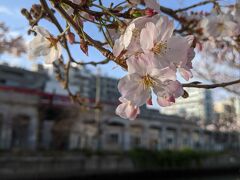 桜が咲いたと思ったら、大雨です！横浜橋商店街で見つけた台湾頑張れ！応援のパイン販売！