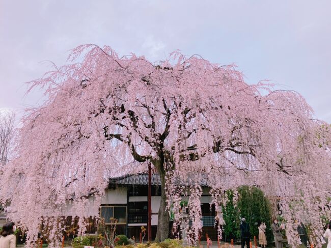 ランチのついでにお花見がてらお散歩しようと出かけた土曜の午後。<br /><br />ortensia     https://www.instagram.com/ortensia_kyoto/<br /><br />京都御苑　  https://fng.or.jp/kyoto/<br /> <br />本満寺 　    https://temple.nichiren.or.jp/5011024-honmanji/<br /><br />Le Sucrier   http://lesucrier.web.fc2.com/<br /><br />