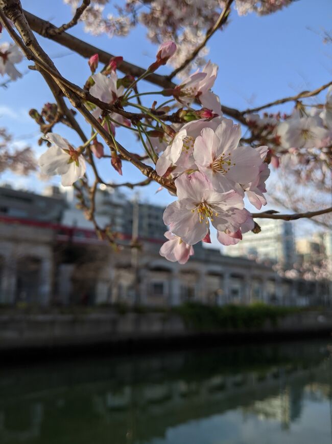 お彼岸を迎え、いよいよ桜の季節！<br />横浜は大岡川沿いの桜が見事です！<br />少し気が早いのですが花見がてらのお散歩で良い光景を見られました。<br />横浜の下町の良さが感じられて、ほっこりしました。<br />コロナ禍でギスギスした風潮もありますが、気を付けるべきは気を付けて、気持ちは邑楽家に過ごしたいですね。<br />花見で密を起こして感染を広めるのでは無くて、<br />春の日差しでコロナ禍をやっつけたいですね！<br />今年は気を付けてお花見を楽しみたいと思います、