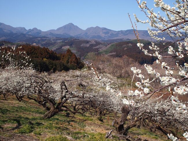 数多の旅行記の中からご覧いただき誠にありがとうございます(^^)/<br /><br />まだ１都３県では緊急事態宣言が発令中ですが、申し訳ないと思いつつ地方在住者には若干遠い国の出来事の感覚なのです<br />という事で春まだ浅い信濃路から、一足早く春を迎えたお隣群馬県へドライブに出掛けました。<br />一応感染症対策はしているつもり・・