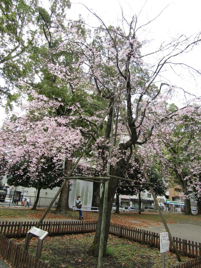 　大通り公園は「緑の森」と名付けられており、そこに平成23年（2011年）2月に枝垂れ桜が移植され、歌丸桜と名付けられた。カナロコ（神奈川新聞）に載った写真では樹高もなく、そのために若苗を植えたものかと思えた。しかし、植樹されたのは高さ約9ｍ、推定樹齢50年の三春滝桜の孫桜であるという。それならば今は樹齢60年程度の立派は桜であるかも知れない。<br />　雨が上がった今朝、早速花見に出掛けた。横浜市営地下鉄ブルーライン阪東橋駅－伊勢佐木長者町駅の丁度中間地点のトンネルの上にある。名本かのソメイヨシノと並んで1本の満開の枝垂れ桜が見える。これが歌丸桜だ。看板が2つも立てられている。木はそれほど大きいという訳ではなく、樹齢30年かせいぜい40年程度にしか見えない。しかも、木の先端部分には花は殆ど付いていない。下の枝垂れた枝に花が付いていて満開なのだ。エドヒガン枝垂れ桜は生長が遅いのか？<br />　福島県中通りの桜や枝垂れ桜を2度にわたって車で巡った（https://4travel.jp/travelogue/10517602、https://4travel.jp/travelogue/10665574）ことがあるが、さすがに樹齢100年程度から樹齢数00年、三春の滝桜なら1,000年を超えるとされる。すなわち、樹齢数10年の滝桜の子桜や孫桜は見てはいないのだ。<br />　それにしても残念な歌丸桜だ。盛岡・龍谷寺で見た天然記念物のモリオカシダレ桜（https://4travel.jp/travelogue/10468312）は見て少しがっかりしたことがある。大きな花ではあるが、真っ白だったのだ。少しは桜色があるのかと期待していたのだが…。これでは鎌倉・長谷寺で枝垂れ桜を移植した後の数年間（https://4travel.jp/travelogue/11467605）を思い出してしまう。長谷寺の植木職人の棟梁とは会ったことがある。しかし、10人余りを差配して花の寺・長谷寺を維持していても、樹齢数10年の枝垂れ桜の移植は難しいのだ。京都の桜守として著名な佐野藤右衛門氏が行う（https://4travel.jp/travelogue/10399047）移植のようには行かないのだ。<br />（表紙写真は歌丸桜）