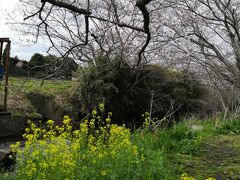 2021 桜散歩 鎌ケ谷～今井の桜 その２