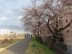 春の息吹を探しに浅川土手を散策 八王子 2021/03/20