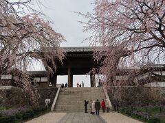 東郷寺の山門とシダレ桜 府中 2021/03/22