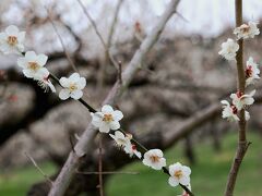 梅と桜、盛りは過ぎた春分の日/箕郷（高崎市）2021/03/20