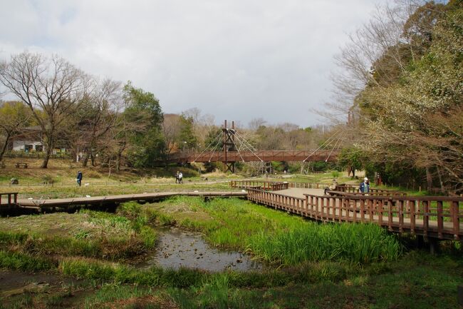 3月20日(土)、神奈川県大和市の大和駅より歩き始めました。<br />前半は川の水源の公園を巡りました。相鉄本線沿いより公園に入りました。ここは撮り鉄の良いスポットですね。引地川(ひきじがわ)水源の「ふれあいの森」・「泉の森」を巡りました。目久尻川(めくじりがわ)支流の芹沢川水源の「芹沢公園」では「高座海軍工廠跡」の地下壕が幻想的でした。青空の見えた曇り空、早春の植物が萌え始めていました。良い陽気で、人手が多かった。<br />座間市の「県立座間谷戸山公園」の辺りから歴史を感じるウォーキングとなりました。ここの本堂山(伝説の丘)は標高80m前後、見晴らしが良かった。小田急小田原線を潜り、富士山(ふじやま)公園を登り、下ると、座間駐屯地。米軍の隙間に座間神社がひっそりと鎮座しており、お参りしました。座間公園より下ると、傍らに大きな日蓮大聖人の銅像。道標が立っており、「平和の小径(こみち)」が整備されています。この「平和」は戦後の呼び方かな。番神(ばんじん)堂、圓教(えんきょう)寺、龍源院、閻魔(えんま)堂、鈴鹿大明神をお参りしながら、巡りました。湧水がいくつも有ります。この道は「藤沢街道」だそうです。坂を上って、星谷(しょうこく)寺へお参りしました。<br />なんだか、お寺やお墓に人が多かった。春分の日で、お彼岸でした。<br />座間駅に到着。喉が渇いていたので、中華のお店に寄り、生ビールを頂きました。