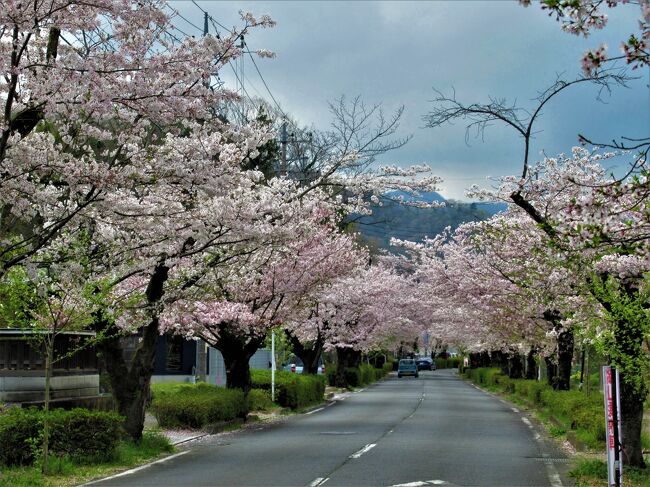 10年以上前に車で一度来たことのある「清雲寺のしだれ桜」。<br />今回は電車を乗り継いで行ってみます。<br />どうせ行くんなら近辺の名所も復習しておきたい。<br />ちゅう訳で、いつもながら下記のとおりキチキチに予定を組んであっちこっち歩いて巡りました。<br /><br />宿泊を伴わない日帰りだと開花状況とお天気を睨み合わせて行けるのはいいのですが、清雲寺のライトアップは3月末と4月初めの金土曜の４日間しかありません。<br />天気予報の晴れマークをあてにして、ライトアップも見られると4/3（土）に行きましたが、結果は・・<br /><br />　【2021/4/3（土）全行程】　<br />06：49　長瀞駅着<br />07：18　宝登山神社<br />07：35　野土山桜の里<br />08：00　北桜通り<br />08：30　長瀞岩畳<br />10：30　きのこの里鈴加園（ランチ90分）<br />13：00　清雲寺（20分）<br />14：05　長泉院（40分）<br />14：55　たぬ金亭（夕飯60分）<br />16：10　清雲寺（5分）<br />16：40　昌福寺（10分）<br />17：20　千手観音堂（5分）<br />18：00　清雲寺ライトアップ（15分）<br />19：19　長瀞北桜通りライトアップ（37分）<br />19：56　長瀞駅発<br /><br />総歩数37,219   27km歩きました。