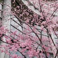 ふらっと桜ノ宮お散歩 桜と造幣局博物館です♪ちょこっと奈良もね♪