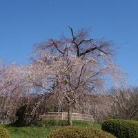 円山公園の例の枝垂桜はまだ咲いていなかった。今年はきれいに咲くかな。