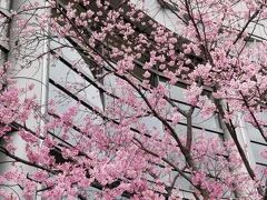 ふらっと桜ノ宮お散歩 桜と造幣局博物館です♪ちょこっと奈良もね♪