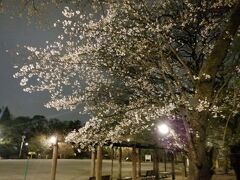 Ｌ　ＭＡＲ　２０２１　　プチ花見・・・・・①武蔵関公園の夜桜