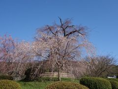 円山公園の例の枝垂桜はまだ咲いていなかった。今年はきれいに咲くかな。