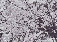 上野公園の桜です。  ポイ旅 poitabi 
