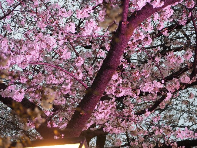 毎年出掛ける中目黒の桜。<br />昨年は行けなかったので今年は平日、しかも雨が降っていたので人は少ないのではと。。。思い切って出掛けました。<br />桜観賞と言うよりは桜ウォーク！<br />日頃の運動不足を解消する勢いで歩きました 笑。<br />例年とは違い提灯もなくライトアップもしていないですが、桜は変わらずとても綺麗で感動しました！<br /><br /><br />《今回行ったところ》<br />大阪焼肉 ホルモン ふたご 中目黒トレーニングセンター店<br />http://www.yakiniku-futago.com/route_...?<br /><br />Patisserie Cacahouete Paris パティスリー　カカオエットパリ<br />http://www.cacahouete-paris.jp/<br /><br />動画もＵＰしました。<br />宜しければご覧ください<br />https://www.youtube.com/watch?v=H2yJvV7CCaA