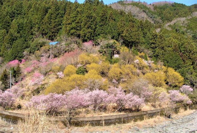 西吉野の枝垂桜  !  五條市・西吉野町