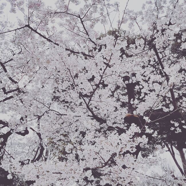 上野公園を散歩してきました。桜は満開というより、すでに少しちり始めてたような気がします。<br /><br /><br />ユーチューブ用の動画を撮影するのに必死で、写真は2～3枚しか撮れませんでした。。。笑<br /><br /><br />poitabi ポイ旅