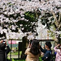 いよいよ桜到来、今週末が見頃だね、メトロでちょっと一日お花見ツアー　