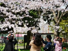 いよいよ桜到来、今週末が見頃だね、メトロでちょっと一日お花見ツアー　