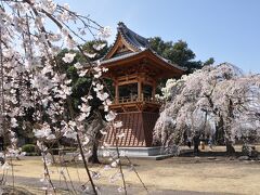 滝の慈眼寺でしだれ桜を楽しむ！